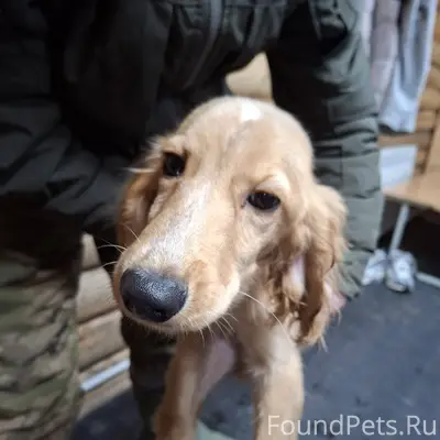 Найдена собака в районе парков...