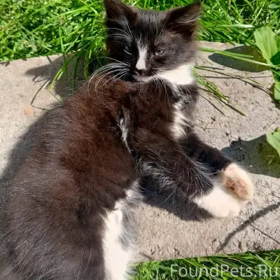 Пропал котёнок- мальчик. В пос...