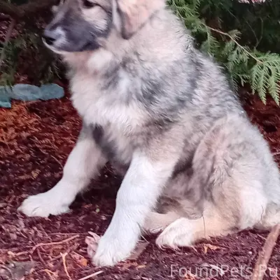 Пропала собака, может находить...