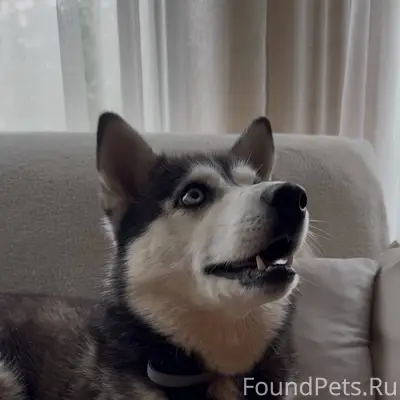 ❗️ПРОПАЛА СОБАКА❗️ Потерялась ...