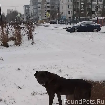 Кто собаку потерял? Бродит око...