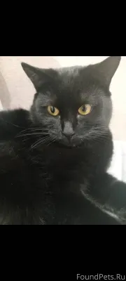 Пропал кот, кличка Дарк г. Кра...