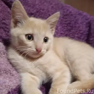 Пропал кот, по кличке Симба, м...