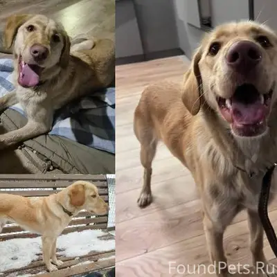 #НайденаСобака_Алматы Найдена ...