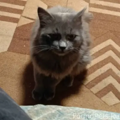 Пропал кот , вышел на прогулку...