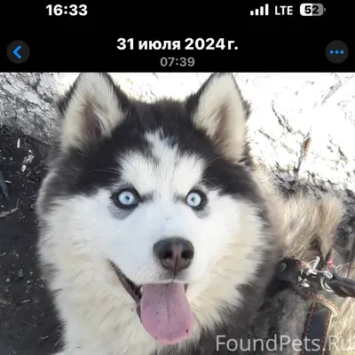 Потерялась собака породы хаски...