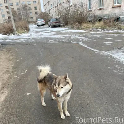 Чья собака второй месяц живет ...