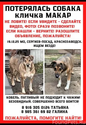 Ищем собаку. Кобель. Макар. Гл...