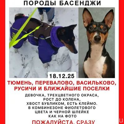 Потерялась собака, басенджи, о...