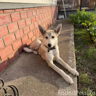 Пропала собака, зовут Веста На...