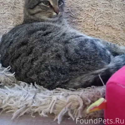 СПОЧНО !‼️‼️пропал кот БАКС кр...