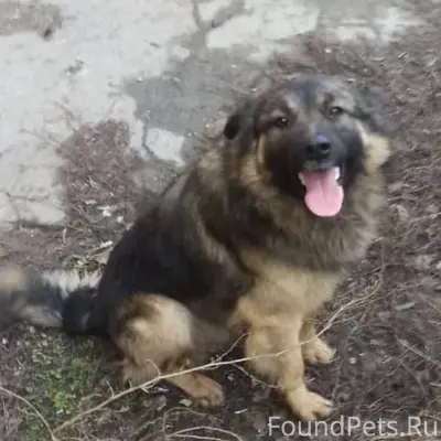 Пропала собака по кличке «Друж...