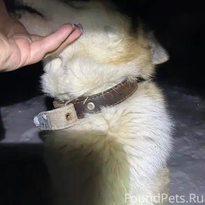 Найдена собака, девочка, пород...