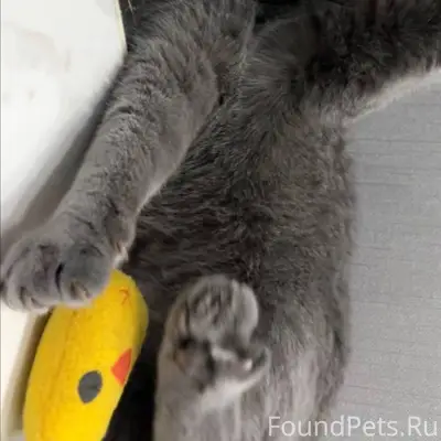 Пропал кот, ориентировочно в р...