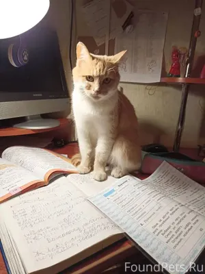 Добрый вечер! Пропал рыжий кот...