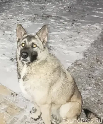 Вчера вечером пропала собака. ...