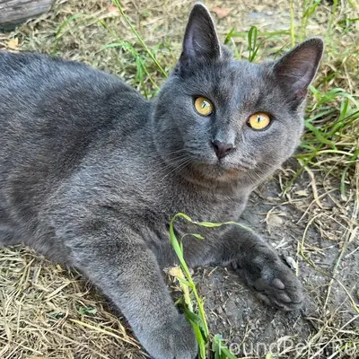 Не тех животными называете! Се...