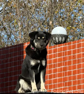 22.12.2025г пропала собака на....