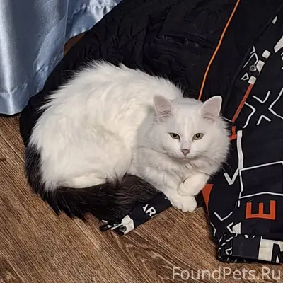 Пропал кот, зовут Лёлик Потеря...