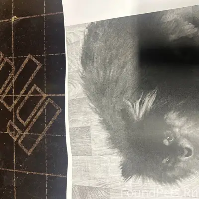 Пропала собака в районе автово...