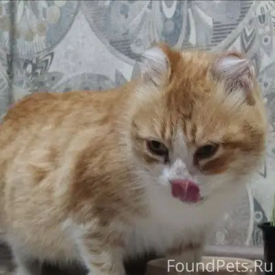 ПРОПАЛА КОШКА!!!!!!! Пожалуйст...