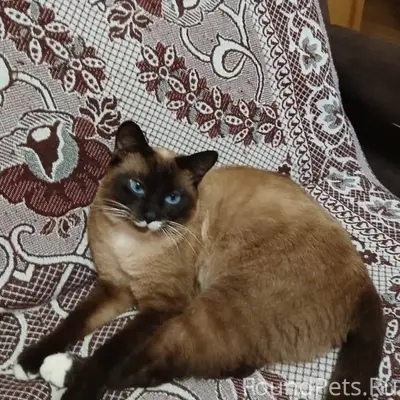 Кошка найдена в подъезде в Выч...