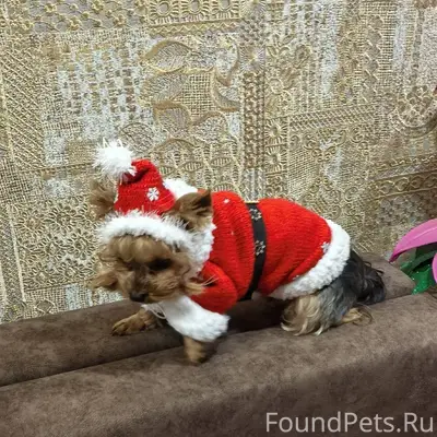 Пропала собачка, зовут Чип. На...