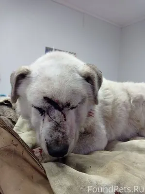 МАКСИМАЛЬНЫЙ РЕПОСТ🙏🙏🙏 СРОЧНО ...