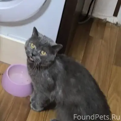 Внимание! Пропал кот с необычн...