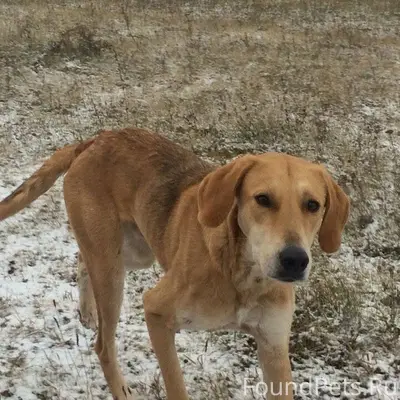 Потерялась собака 13 декабря в...