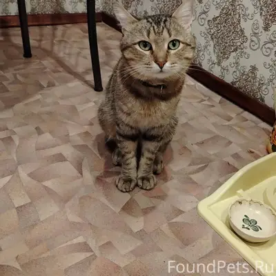 Нашелся кот в 26/23 НГ...