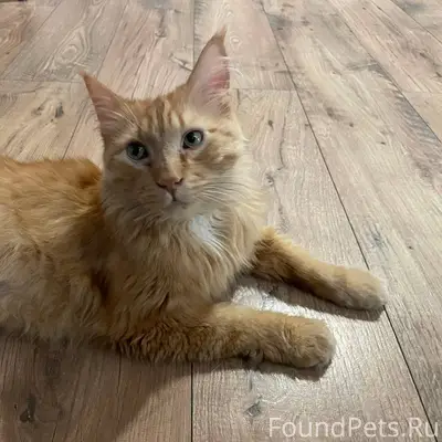 ❗️❗️❗️SOS❗️❗️❗️ Найден кот, 12...