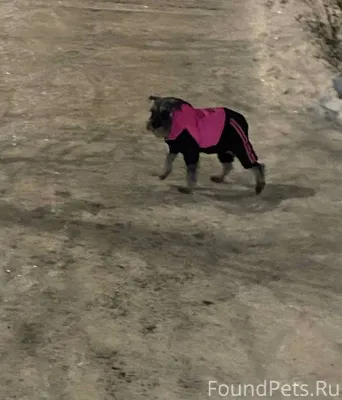 Чья потеряшка бегает вокруг до...