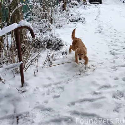 Найден щенок. Порода предполож...