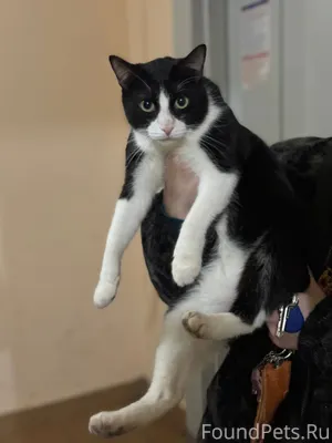 ‼️Найден кот🚨 Рижский проспект...