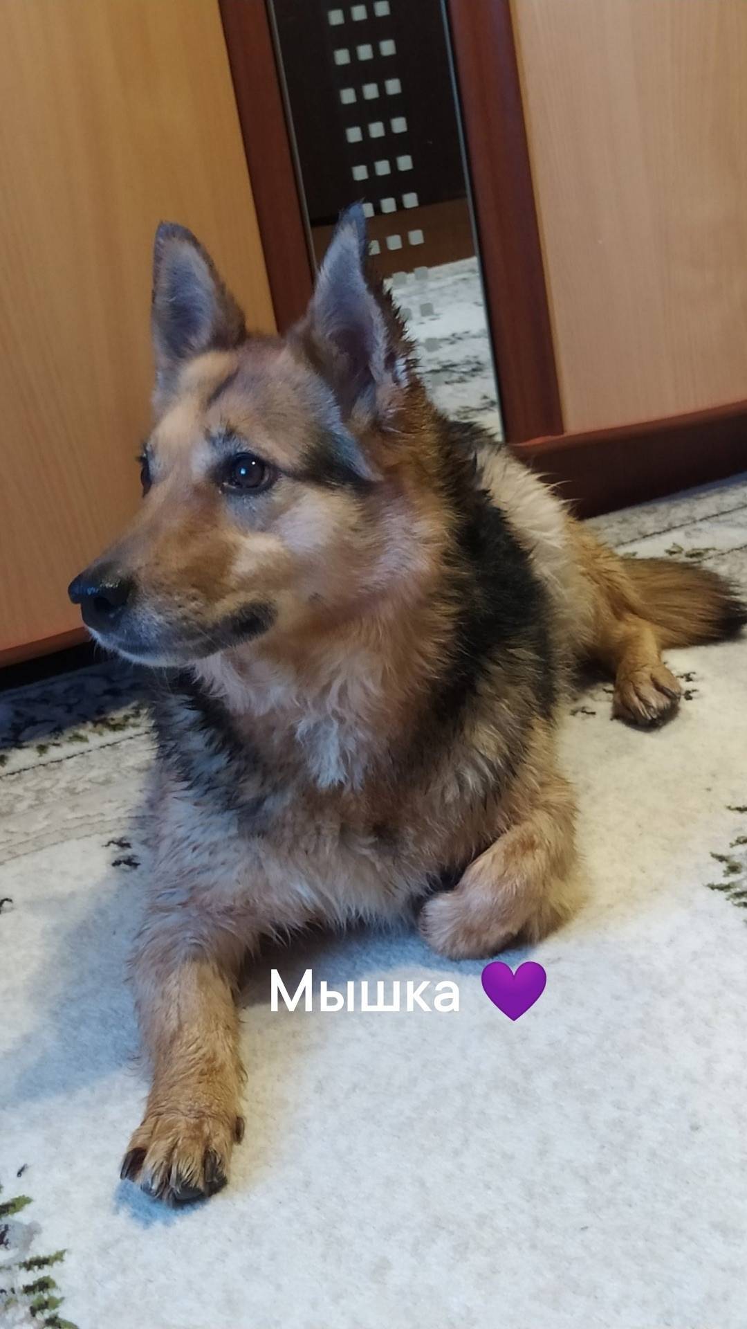 Потерялась собака , район цент...