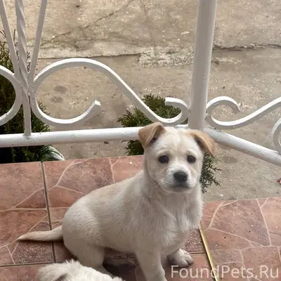 Здравствуйте! Потерялся щенок,...