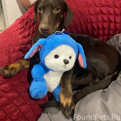 Пропала собака в районе Капита...