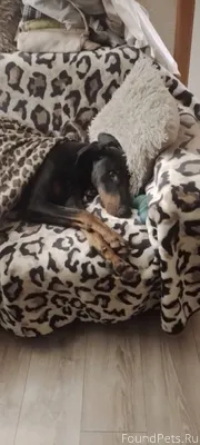 Всем добрый вечер Найдена соба...