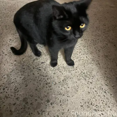 Найдена кошка, кто узнаёт пиши...