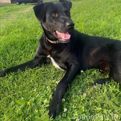 Потерялась собака!! Откликаетс...