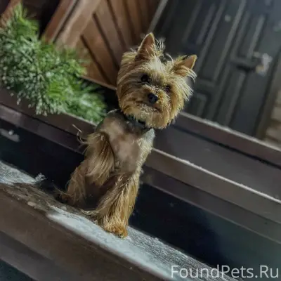 ‼️ Потерялась собака ‼️ в райо...