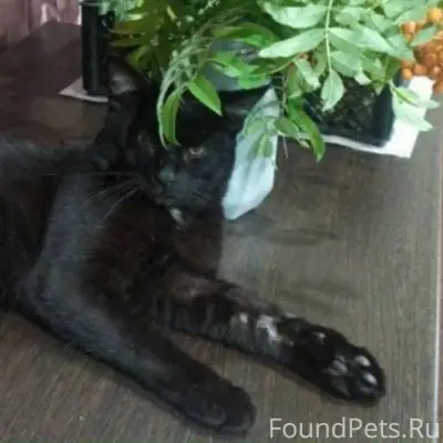 Пропал большой черный кот ! От...