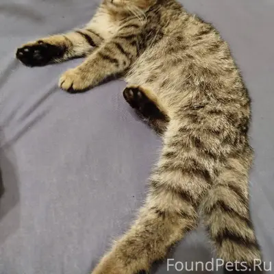 Ищу своего хозяина! Найден кот...