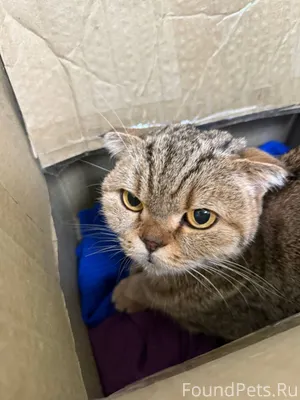 Кошечка, может хозяева ищут🙏🏼 ...