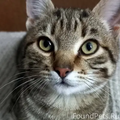 Пропал кот, ушел гулять и не.....