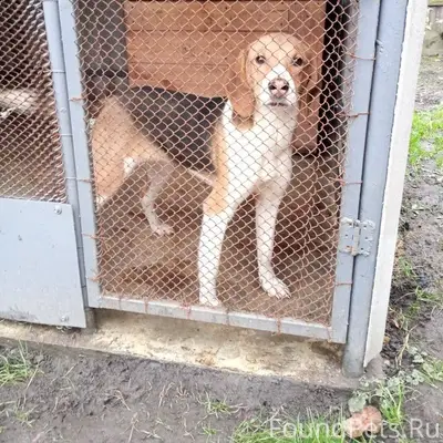 Пропала собака эстонская гонча...