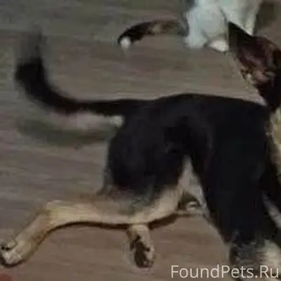 Помогите найти собаку!!! Вчера...