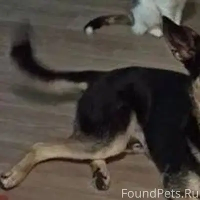 Помогите найти собаку!!! Вчера...