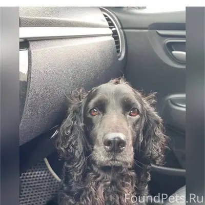 Потерялась собака в 3 мкр. Отз...